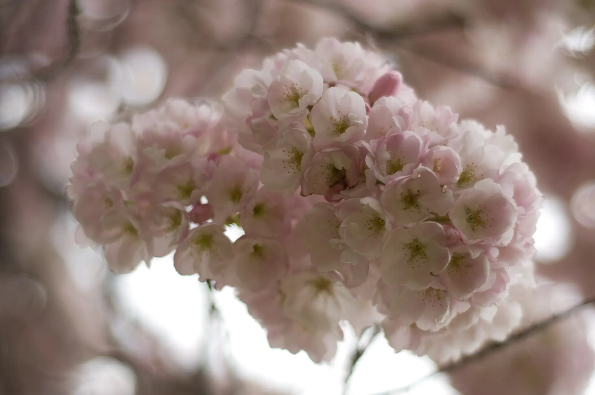 Cherry blossoms on a residential street in Kerrisdale, Vancouver.